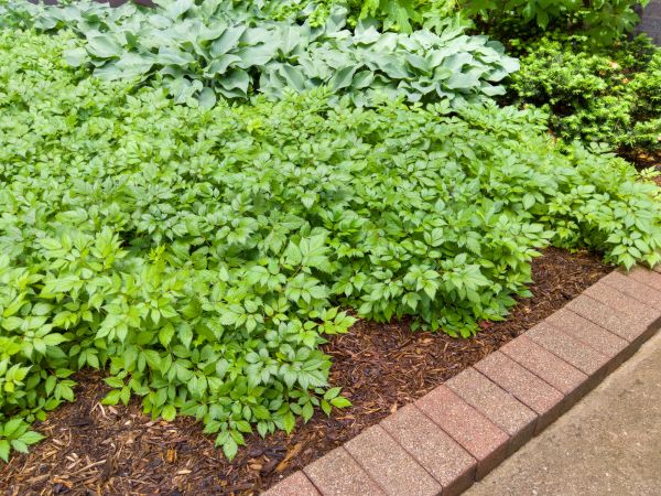 Brick Border Installation in Ann Arbor